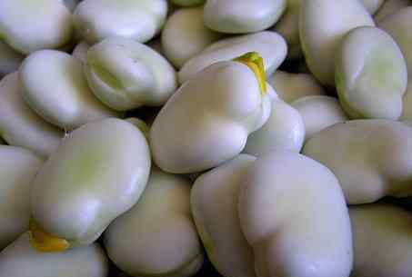 蚕豆热量 豆科植物蚕豆的热量是多少?有哪些功效和作用?生吃还是熟吃好?