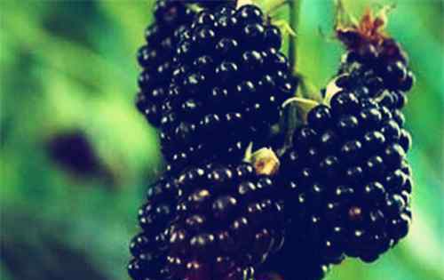 黑莓的功效与作用禁忌 黑莓水果的4大功效与作用禁忌介绍！和桑葚有什么区别？（附详细吃法）
