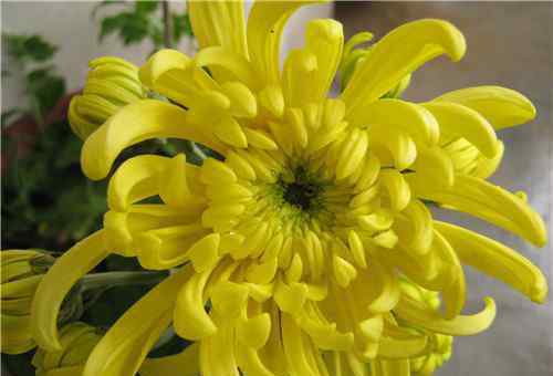 黄菊花的花语 黄菊花的花语是什么 黄菊花有哪些作用