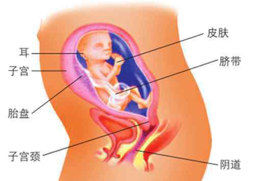20周的胎儿有多大 怀孕25周胎儿有多大  怀孕25周要注意什么