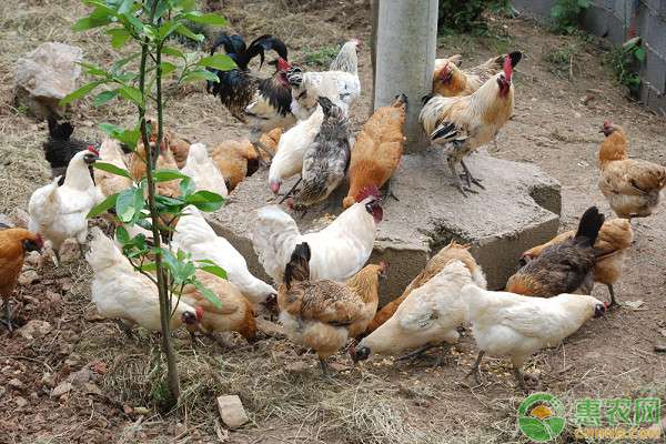 土鸡价格 现在土鸡价格多少钱一斤？2020年最新养鸡行情预测
