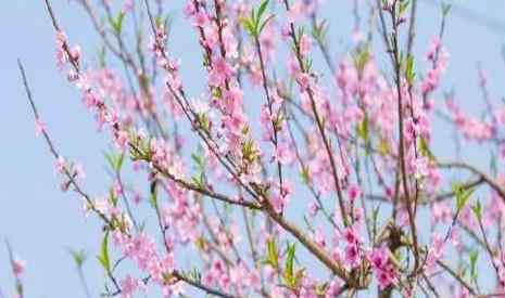 桃花节 2019成都龙泉驿桃花节时间+地点+活动攻略