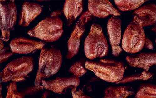 葡萄籽怎么吃 美容保健葡萄籽的8大功效与作用你都知道吗？可以直接吃吗？怎么吃效果最好？