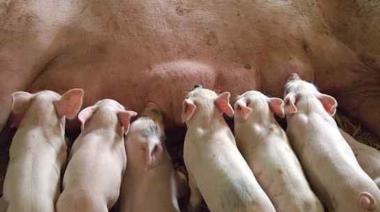 日不发情母猪方法 母猪养殖技术：发情一般几天？有哪些症状？不发情怎么办？