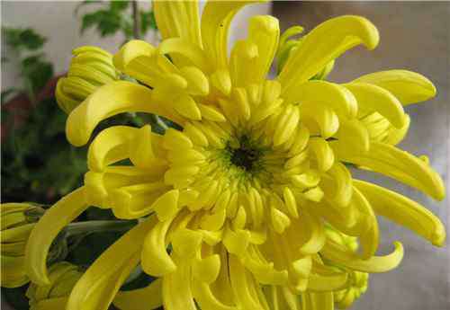黄菊花的花语 黄菊花的花语是什么 黄菊花有哪些作用