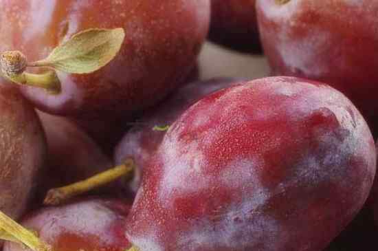 蜜拉圣果 “奇迹水果”西梅什么时候成熟上市?怎么做好吃？需要去皮吗？