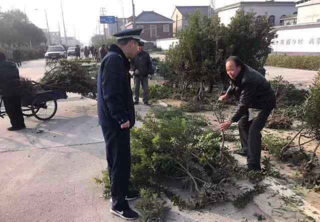 杨梅树苗 杨梅树苗哪里可以买？这个地方有临时的交易市场，持续时间不长了