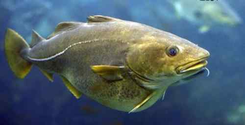 龙鳕鱼 龙鳕鱼可不可以吃 怎样分辨龙鳕鱼与银鳕鱼