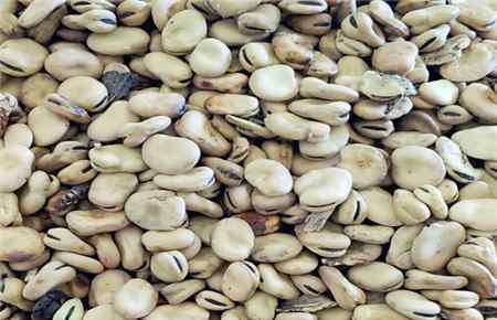 什么人不能吃蚕豆 蚕豆的种植方法有几种？吃蚕豆的好处和坏处？哪些人不能吃？