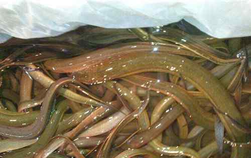 黄鳝血 鳝鱼的营养价值及功效与作用有哪些？鳝鱼血能吃吗？哪些人不宜吃黄鳝？