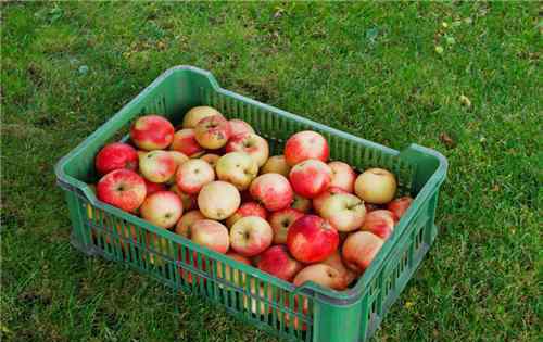 苹果水果的功效和作用 “水果之王”苹果的功效与作用有哪些？不能和什么一起吃？（附食用禁忌）