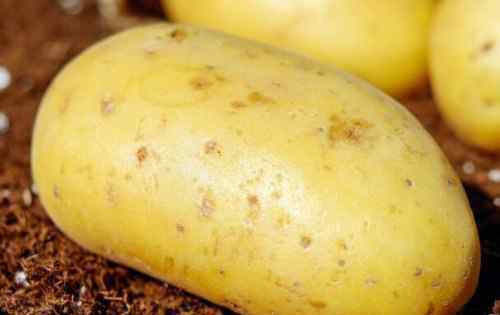 马铃薯的功效与作用 土豆（马铃薯）有什么功效与作用？不能和什么一起吃？怎么做好吃又简单？