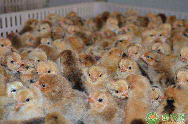 鸡雏价格 2020鸡苗价格多少钱一只？附春节后鸡苗最新行情分析