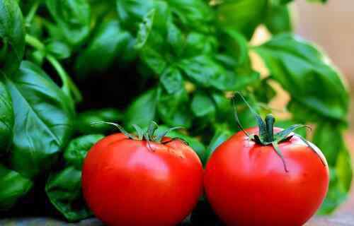 吃西红柿可以祛斑吗 菜中之果西红柿汁能祛斑吗?怎么祛斑有效?生吃还是熟吃好?