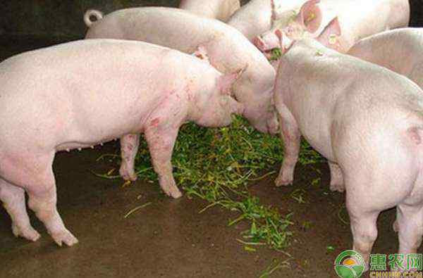2020年养猪行情预测 2020年养猪行情预测，影响猪肉价格因素分析