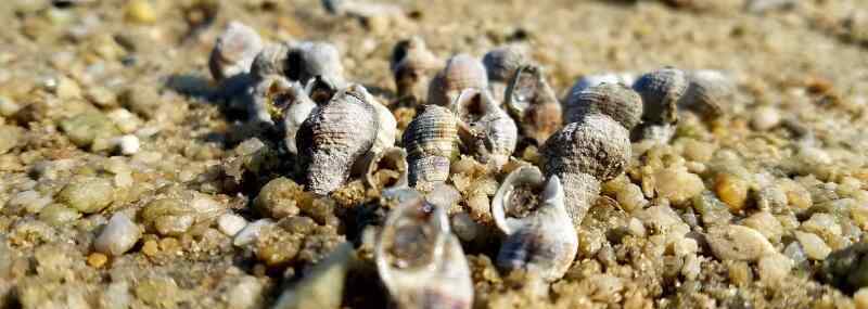 观赏螺 【图片】常见食用螺、观赏螺的种类有哪些？