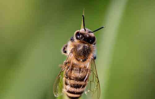 被蜜蜂蛰了会怎么样 【急救攻略】被蜜蜂蛰了怎么消肿止痒？刺没拔会怎样？