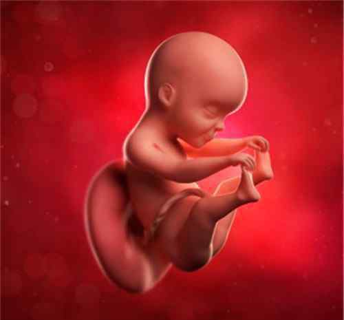 20周的胎儿有多大 怀孕25周胎儿有多大  怀孕25周要注意什么