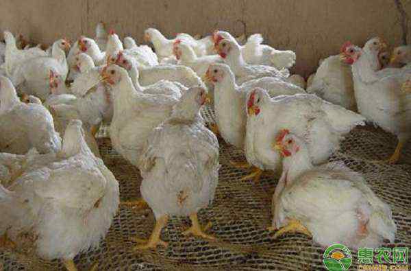 鸡肉价格今日价 今日鸡肉价格多少钱一斤？临近元旦春节，鸡肉价格走势是涨是跌？