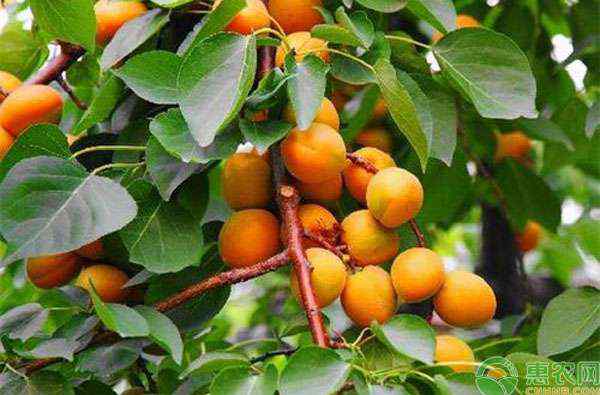 杏树病虫害 杏树有哪些病虫害？如何用药？