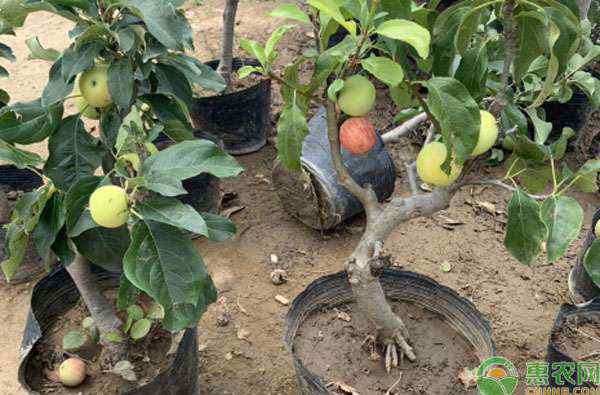苹果种子盆栽种植方法 苹果种子盆栽种植方法怎样做？