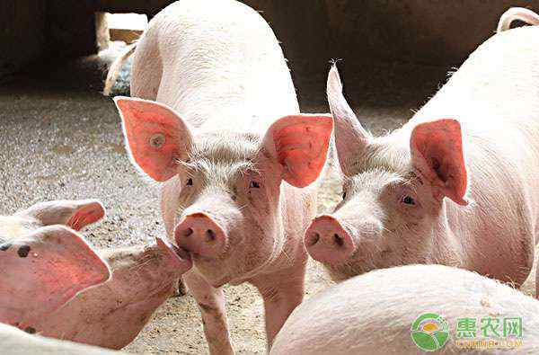 大约克夏猪 大约克夏猪养殖方法是什么？
