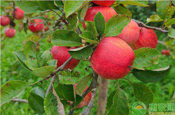 树苗种植 苹果树苗怎么种植？