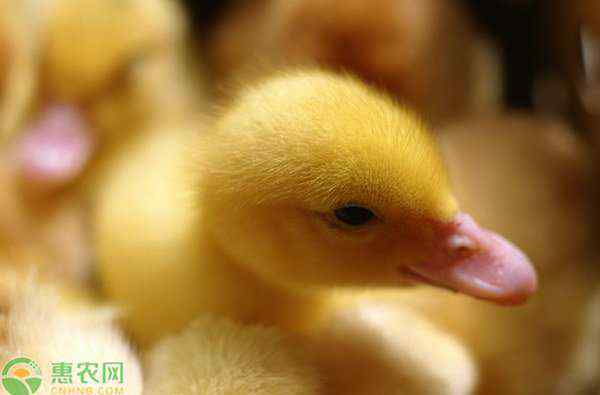 雏鸭 雏鸭养殖技术要点有哪些？