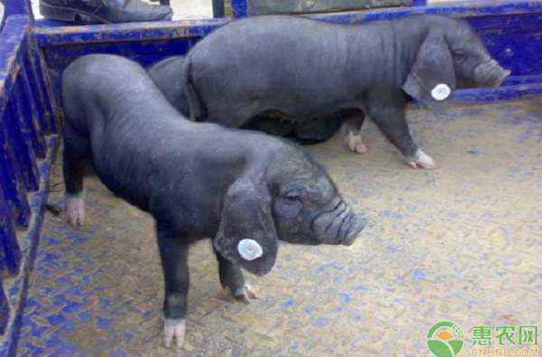 哪里有太湖猪 太湖猪养殖方法有哪些？