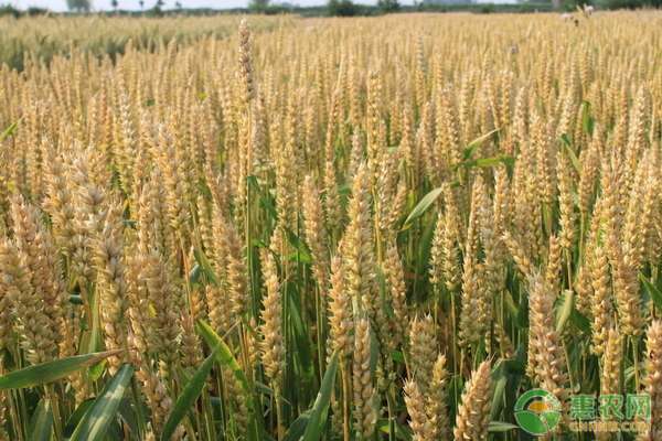 山东小麦价格 2020山东各地今日小麦价格最新行情
