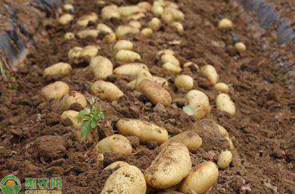 土豆怎么种 土豆怎么种植？