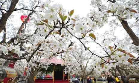 苍溪梨花节 2019苍溪梨花节3月18日开启