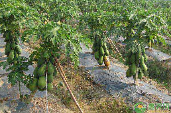 木瓜籽怎么种 木瓜种子怎么种植？