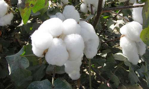 棉籽价格行情 近期棉籽价格行情呈稳定上涨趋势