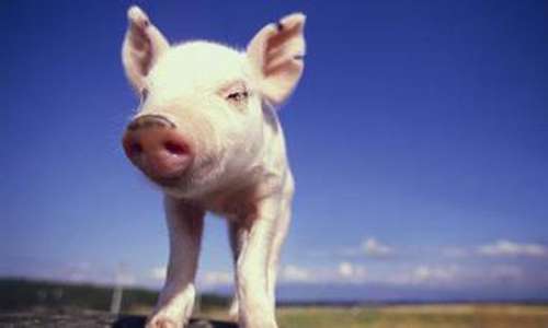 养猪贷款申请 养猪补贴及生猪养殖贷款如何申请？
