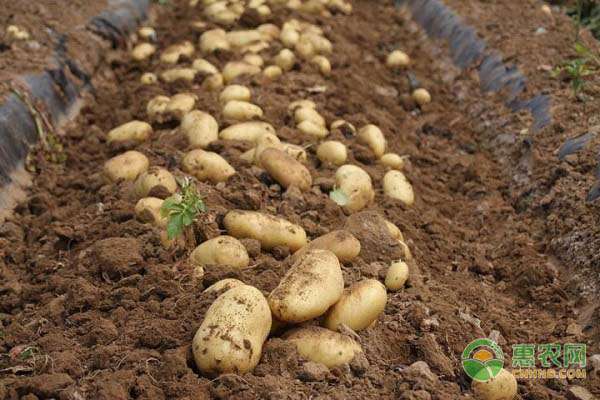 土豆种多深合适 土豆种植多深合适？怎样确定土豆的种植深度？