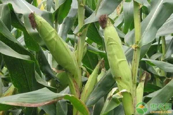 玉米病虫害防治 玉米病虫害怎么防治？
