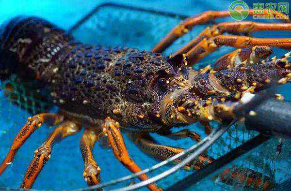 澳洲大龙虾 澳洲大龙虾多少钱一只？澳洲龙虾为什么那么贵？