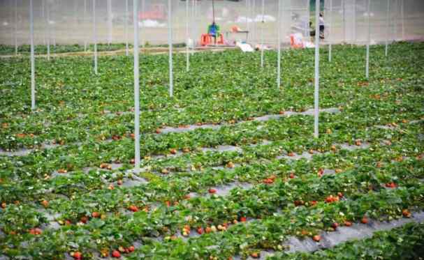 草莓采摘园 北京草莓采摘园哪里好 2020北京周边草莓采摘园有哪些