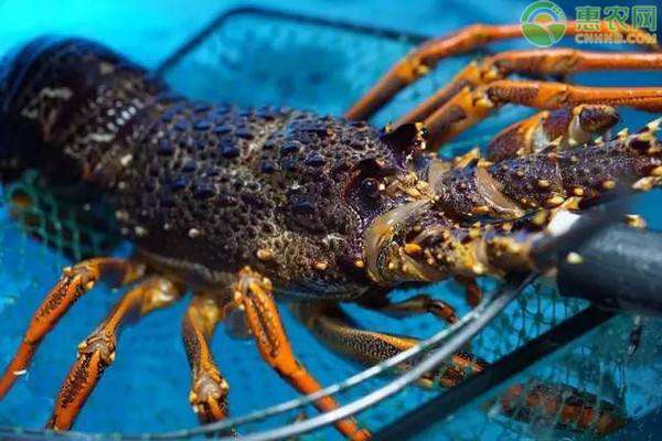 澳洲大龙虾 澳洲大龙虾多少钱一只？澳洲龙虾为什么那么贵？