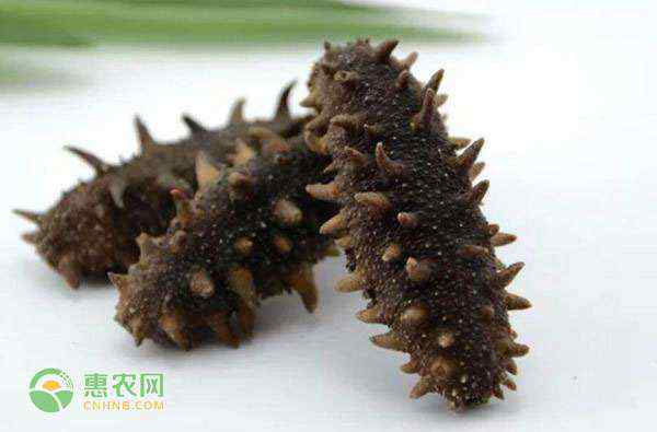 海参如何泡发 海参怎么泡发？