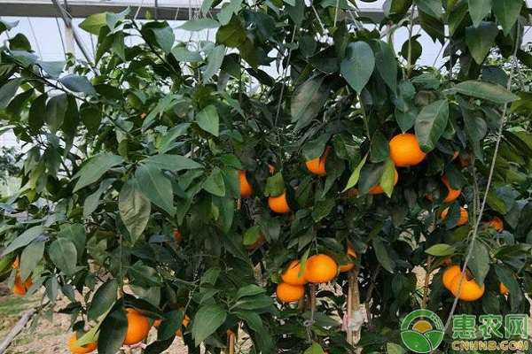 柑橘全年施肥时间表 柑橘树一年要施几次肥？