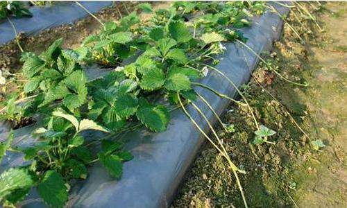 匍匐茎 草莓高产要点：匍匐茎的生长发育