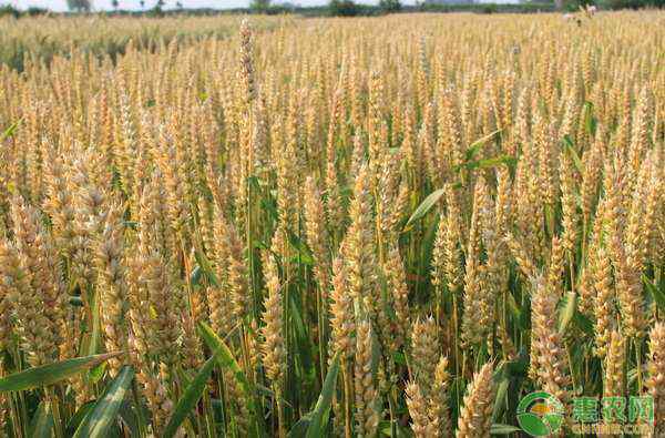 山东小麦价格 2020山东各地今日小麦价格最新行情