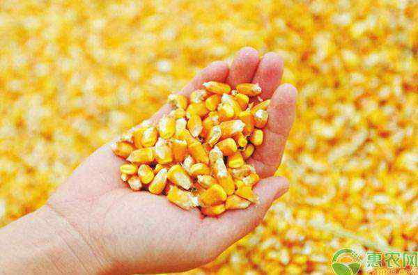 玉米种子多少钱一斤 现在玉米种子多少钱一斤？影响玉米种子价格的因素有哪些？