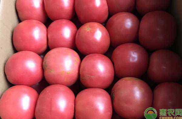 西红柿价格 现在西红柿多少钱一斤？2020年西红柿价格预测