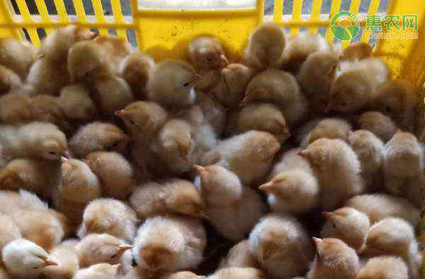 2020年养鸡上半年行情 2020年蛋鸡苗价格多少钱一只？各地下半年鸡苗行情如何？
