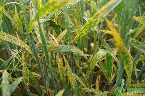 小麦条锈病 小麦条锈病、赤霉病发生该如何防治？