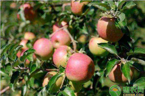 树苗种植 苹果树苗怎么种植？