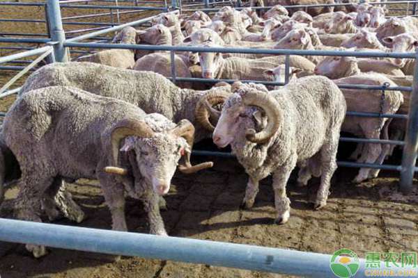 牛羊交易市场 国内主要牛羊买卖市场在哪里？全国牛羊集交易市场大全